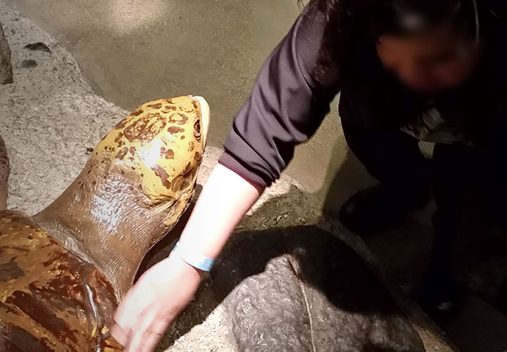 Image of a woman who is visually impared touching a tactile sea turtle exhibit